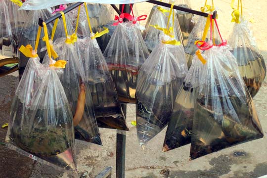 Bags of live fish, turtles, and eels for releasing into ponds, for "Good Luck".
