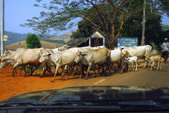 Dairy cattle rush hour.