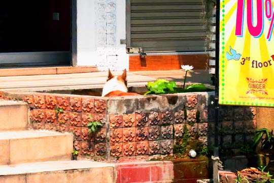 Dog cools off in Koi Pond.