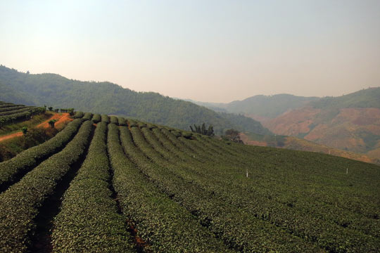 Doi Mae Salong 101 Tea Plantation.
