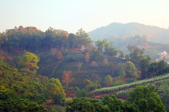 Golden morning view from our balcony.