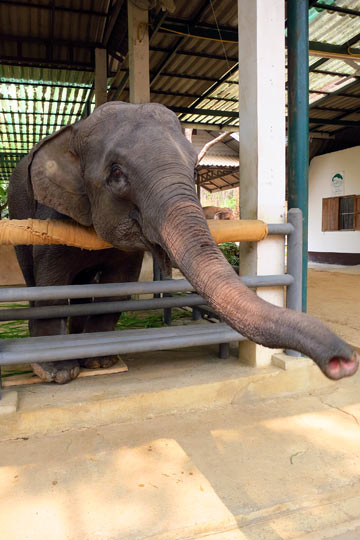 Injured (land-mine damage to right front foot) but still very curious.