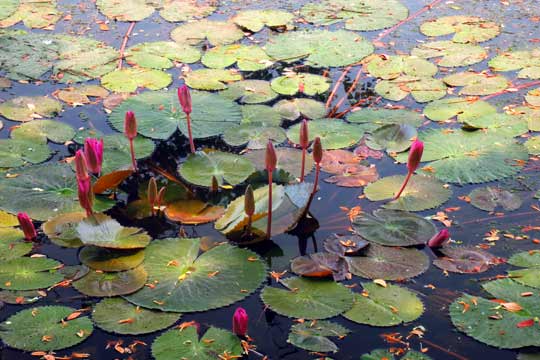 Lotus blossoms in pond.