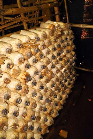 Mushroom farming - Akha-style.