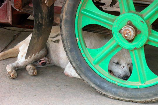 Trying to stay cool under a street-food tuk-tuk.
