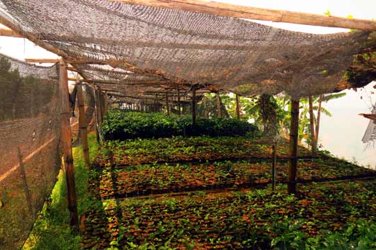 Young coffee plants.