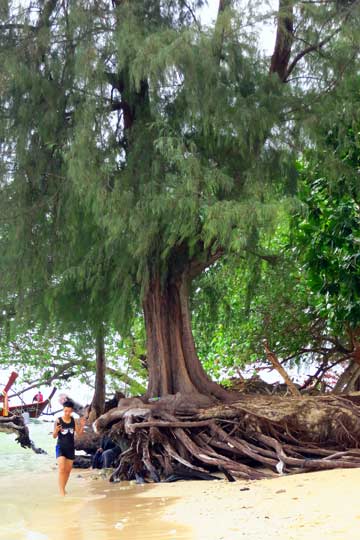 Tree may not last another storm season.