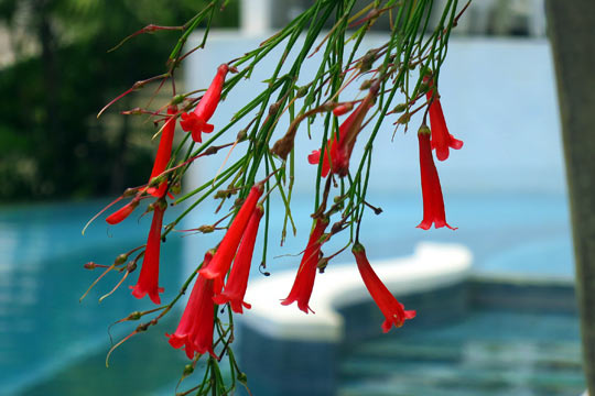 Contrast in colours; pool-side flowers.