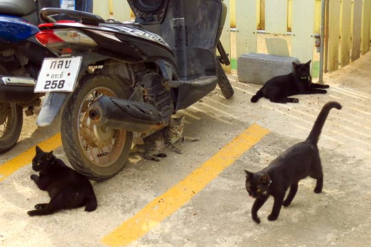 A cornucopia of kitties.